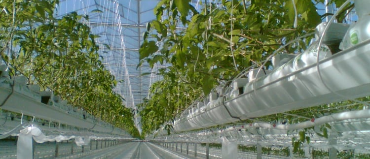 Solutions for protected crops